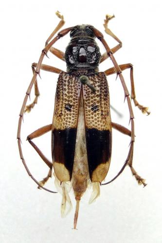 Réf. 201 601 : Phoracantha recurva